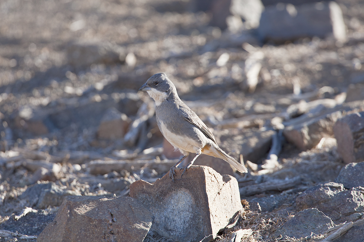 Common Birds Of Chile